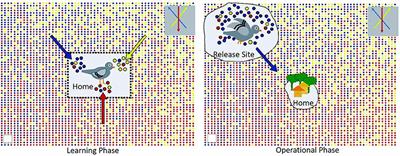 Birds and Dogs: Toward a Comparative Perspective on Odor Use and Detection